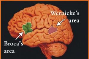 Кора головного мозга, строение и функции