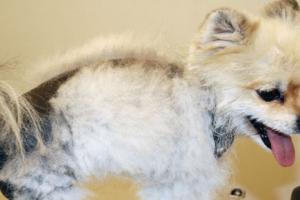 Šunų ir kačių hipertiroidizmo simptomai ir gydymas Šunų skydliaukės sutrikimai Simptomai