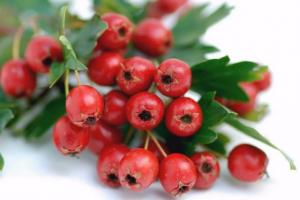 Hawthorn fruit seeds: beneficial properties and contraindications