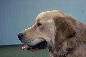 Нохойн миозит: төрөл, шалтгаан, эмчилгээний аргууд Нохойн миозитийг гэртээ эмчлэх